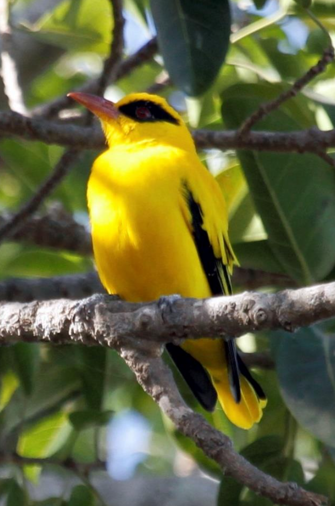 アフリカコウライウグイス - ML644509442