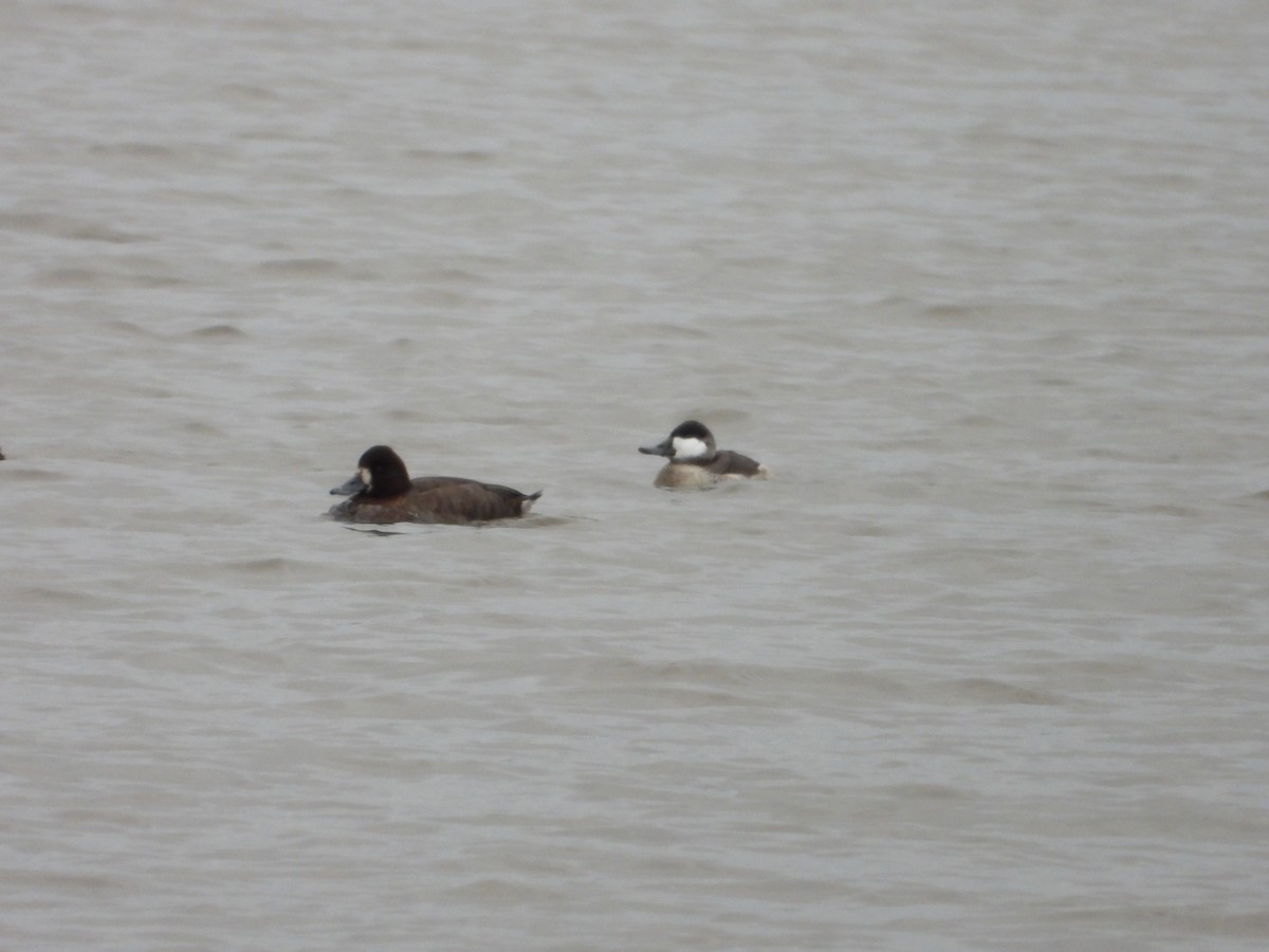 Ruddy Duck - ML644509443