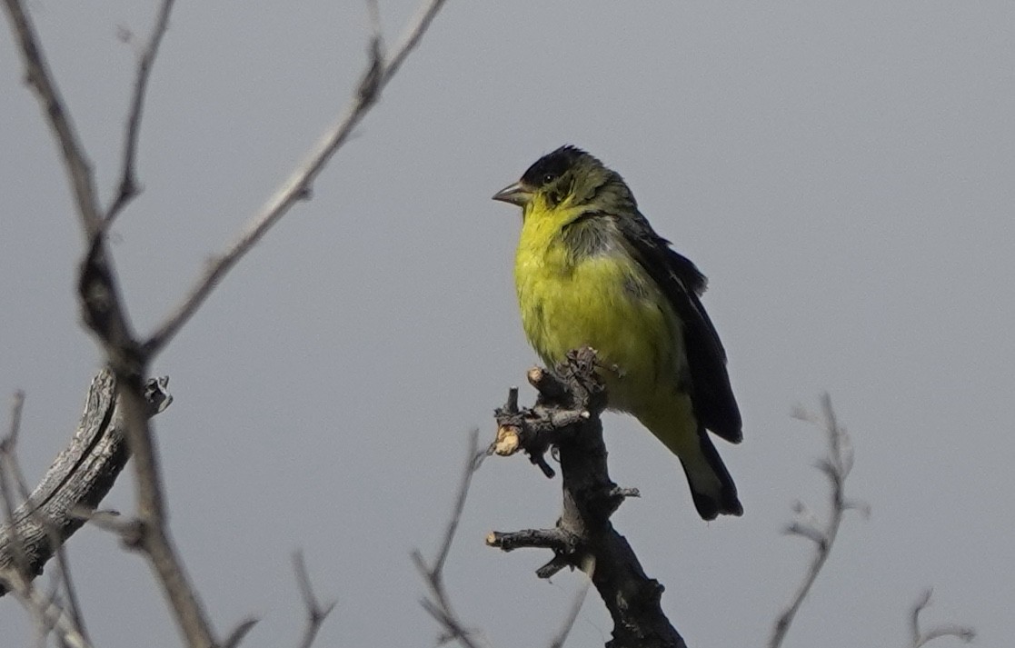 Lesser Goldfinch - ML644509444