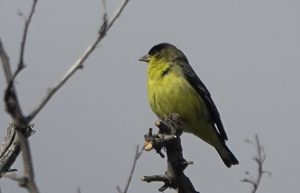 Lesser Goldfinch - ML644509445