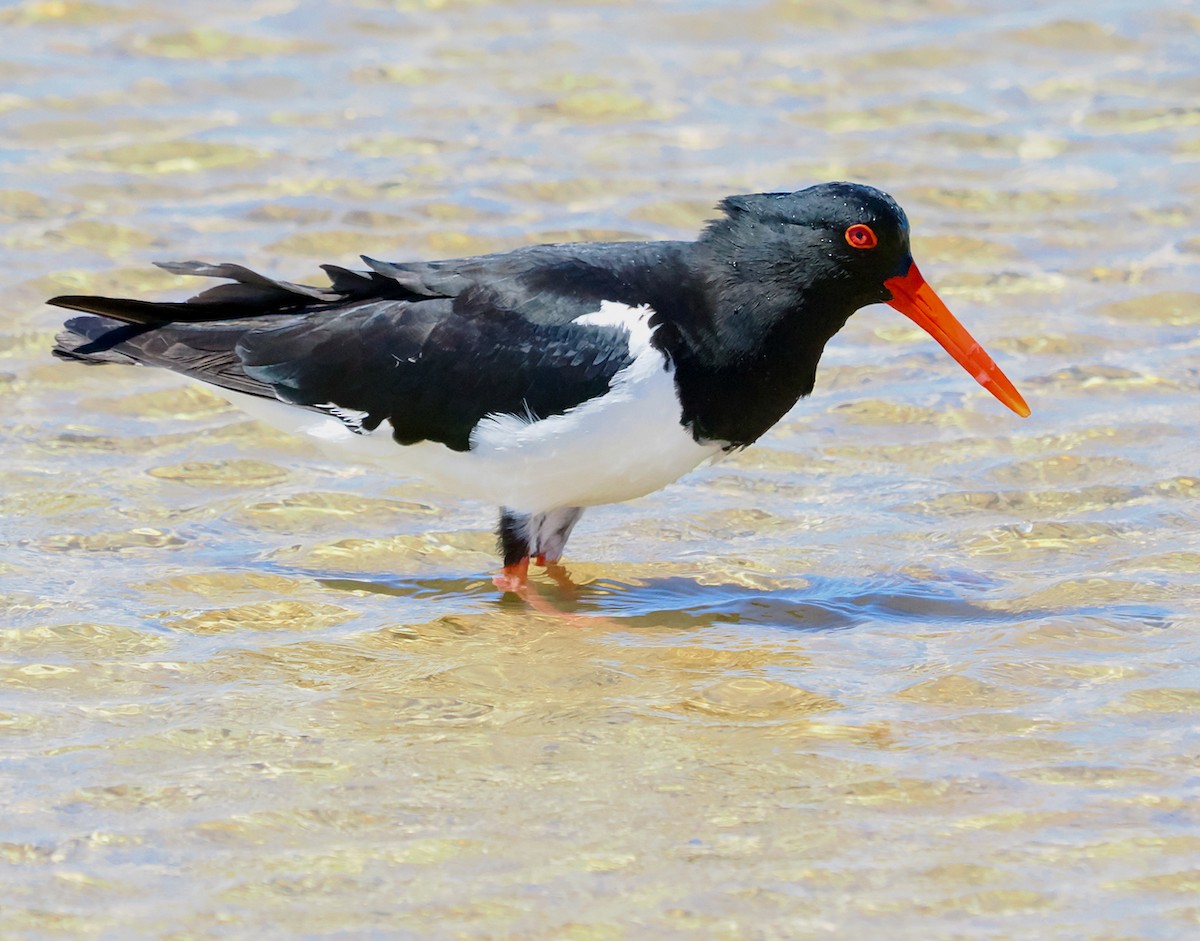 Pied Oystercatcher - ML644509446