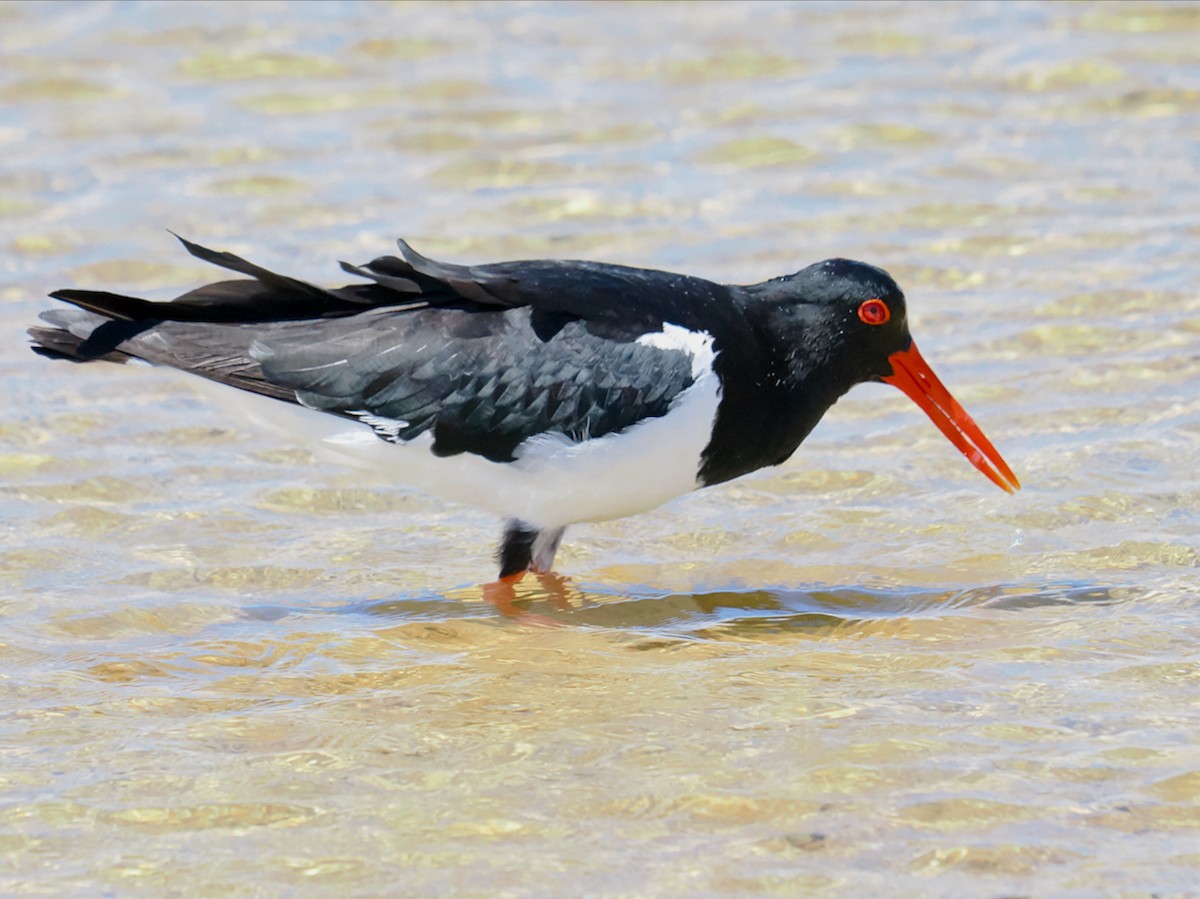 Pied Oystercatcher - ML644509447