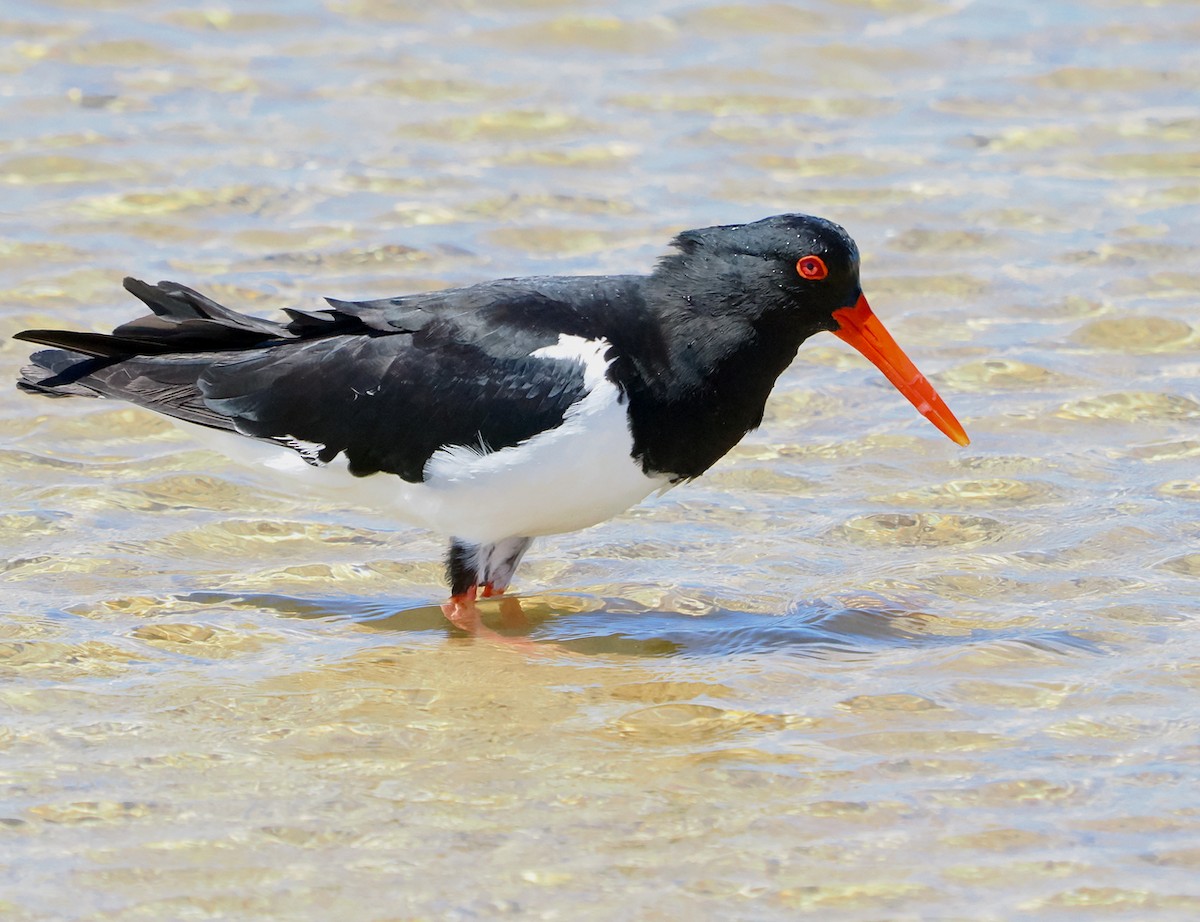 Pied Oystercatcher - ML644509448