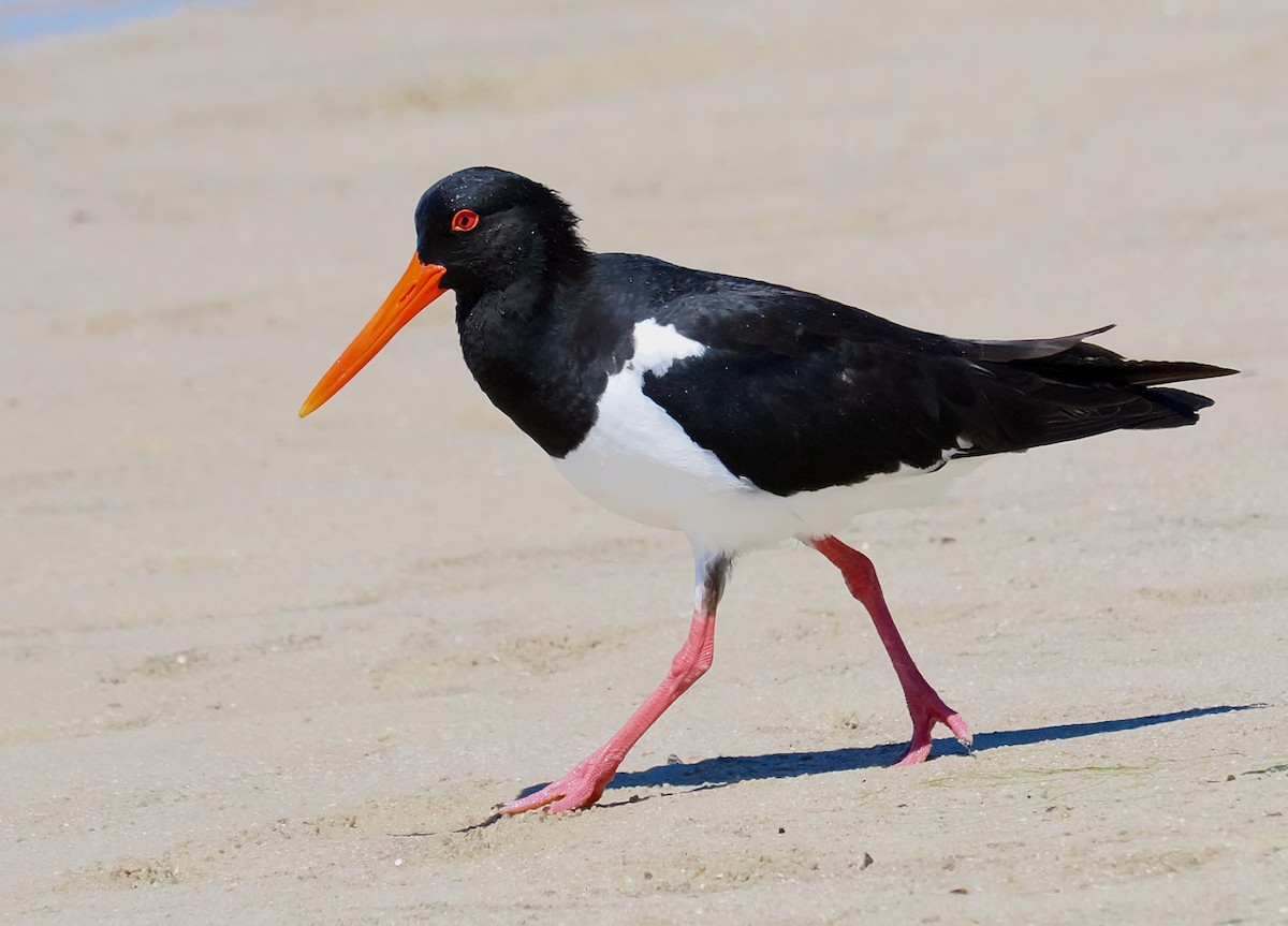 Pied Oystercatcher - ML644509449