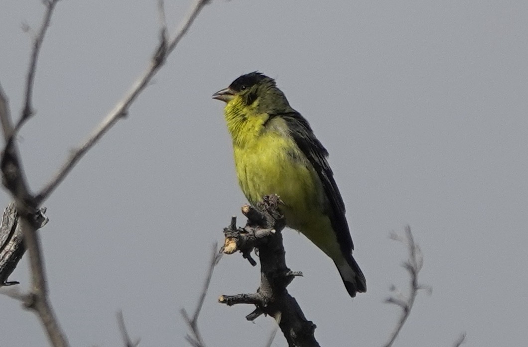 Lesser Goldfinch - ML644509450