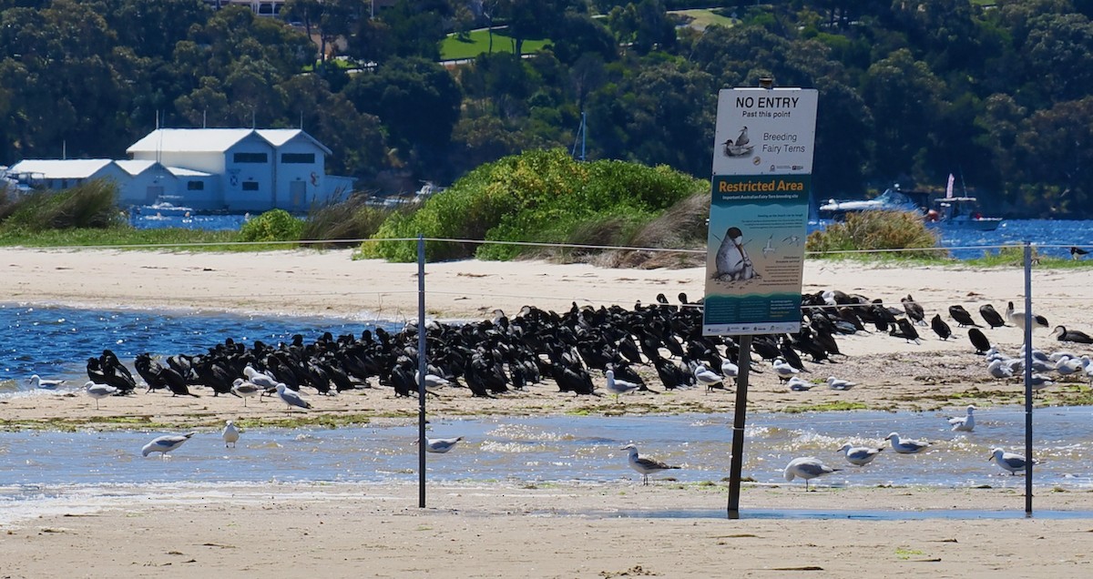 kormorán australský - ML644509451