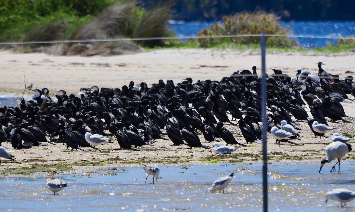 kormorán australský - ML644509452