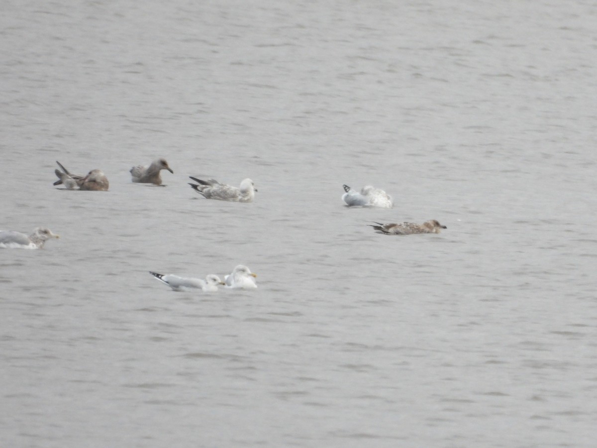 racek americký - ML644509453