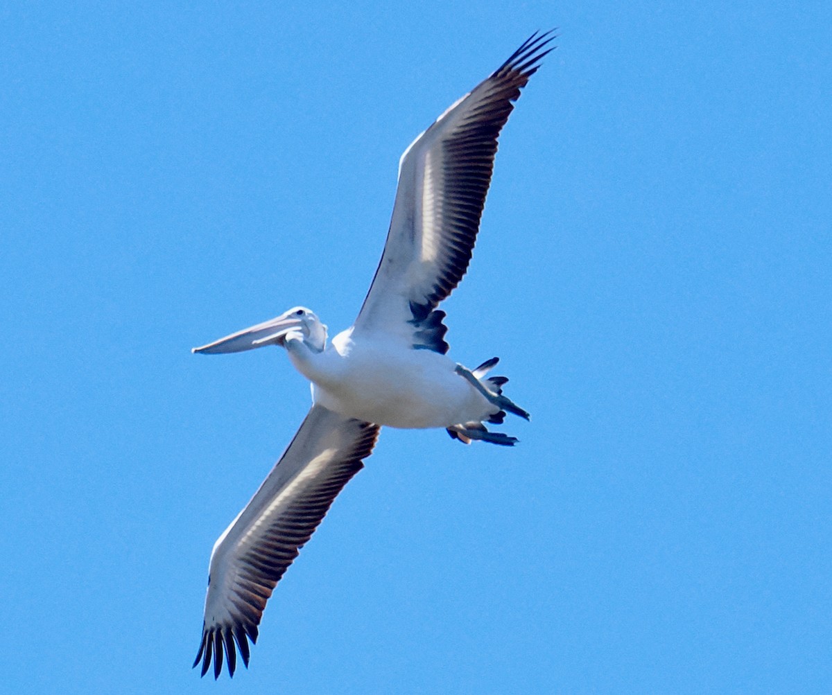 Australian Pelican - ML644509454