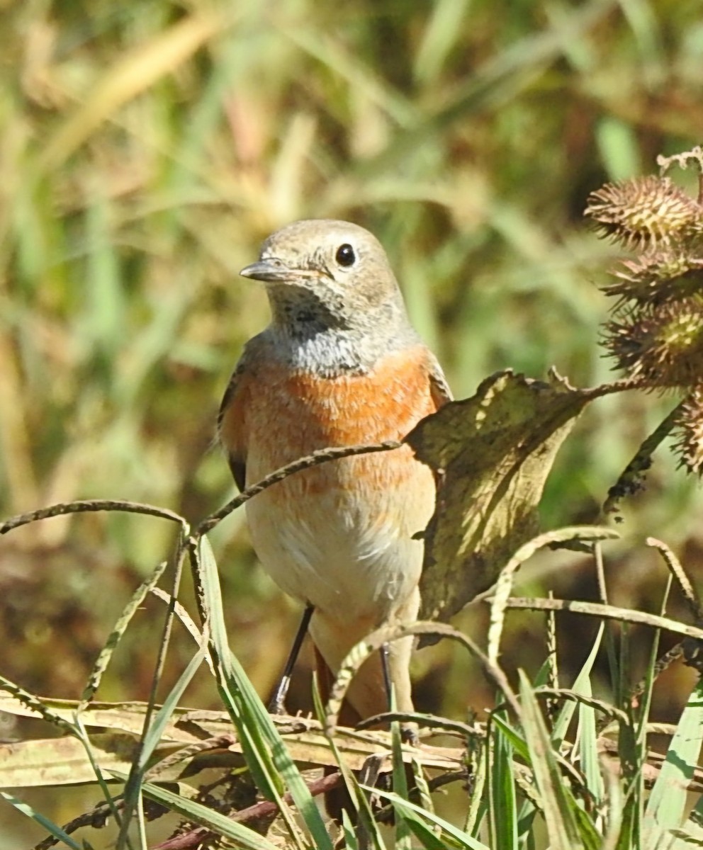 Kızılkuyruk - ML644509460