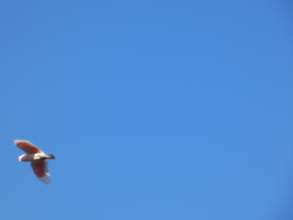 Pink Cockatoo - ML644509462