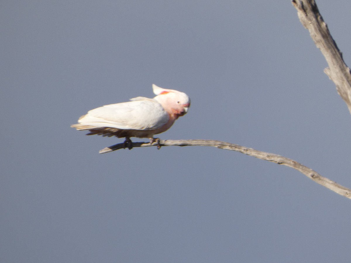 Pink Cockatoo - ML644509463