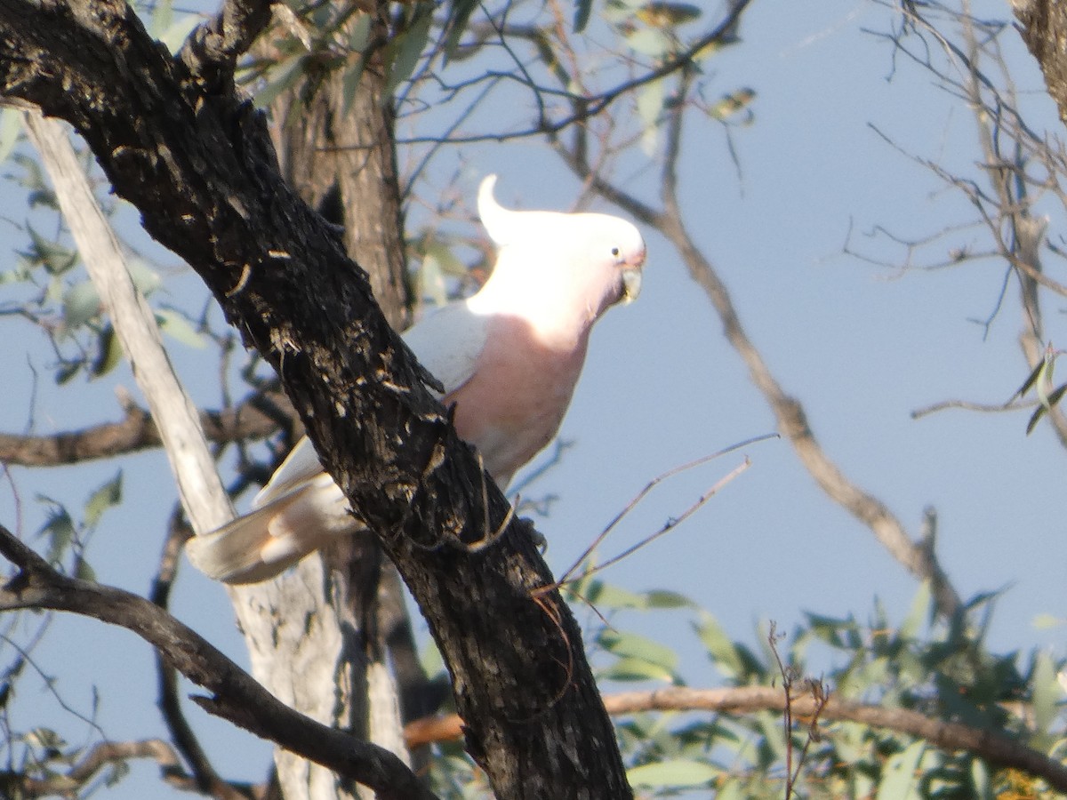 Pink Cockatoo - ML644509464