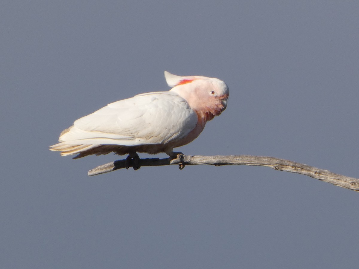 Pink Cockatoo - ML644509465