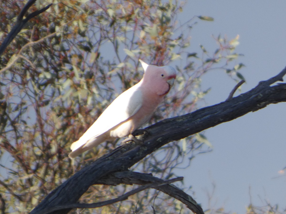 Pink Cockatoo - ML644509466