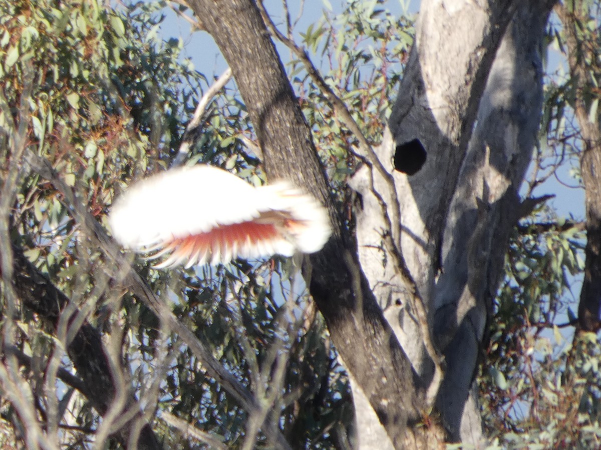 Pink Cockatoo - ML644509467