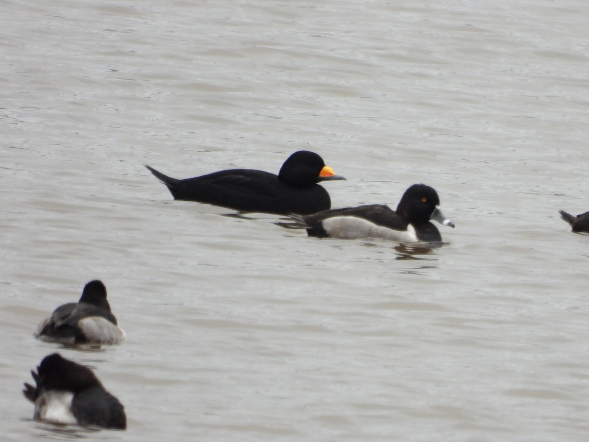 Black Scoter - ML644509473