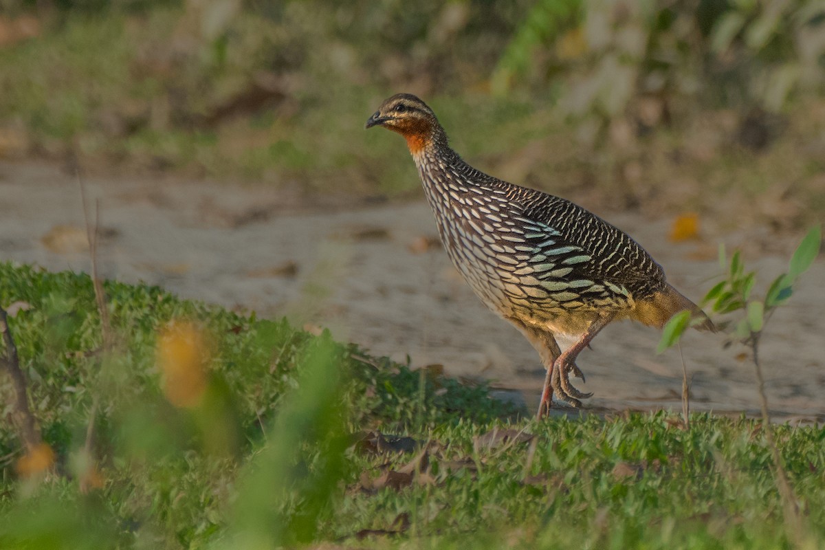 Swamp Francolin - ML644509482