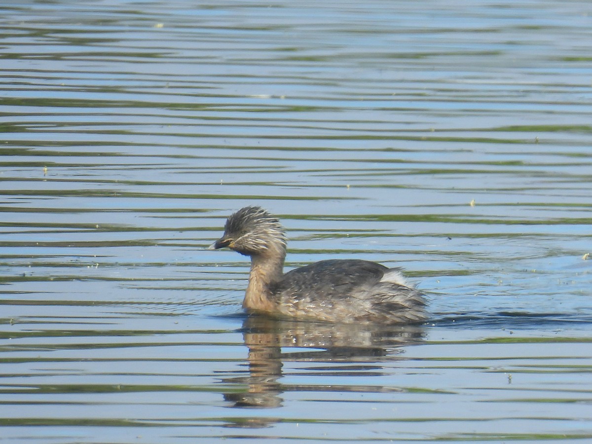 Haarschopftaucher - ML644509494