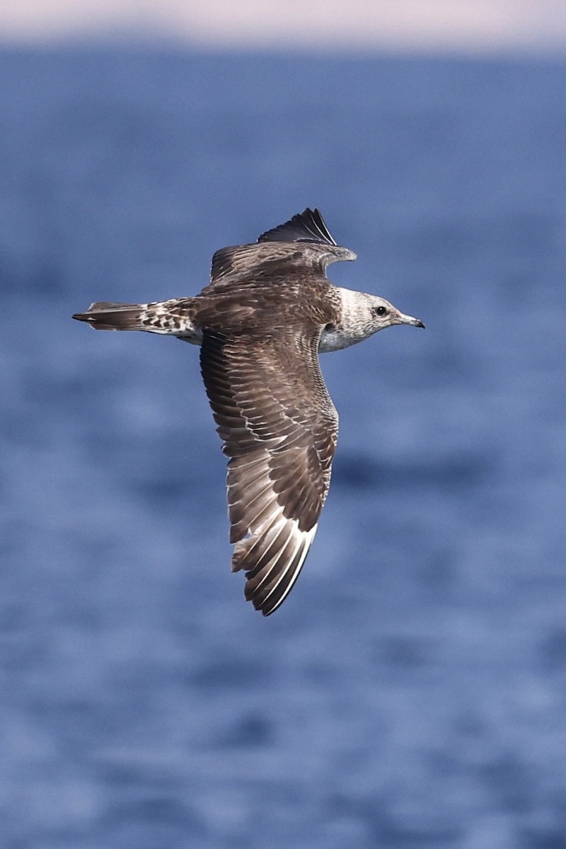 短尾賊鷗 - ML644509502