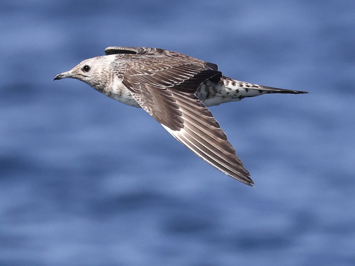 短尾賊鷗 - ML644509503