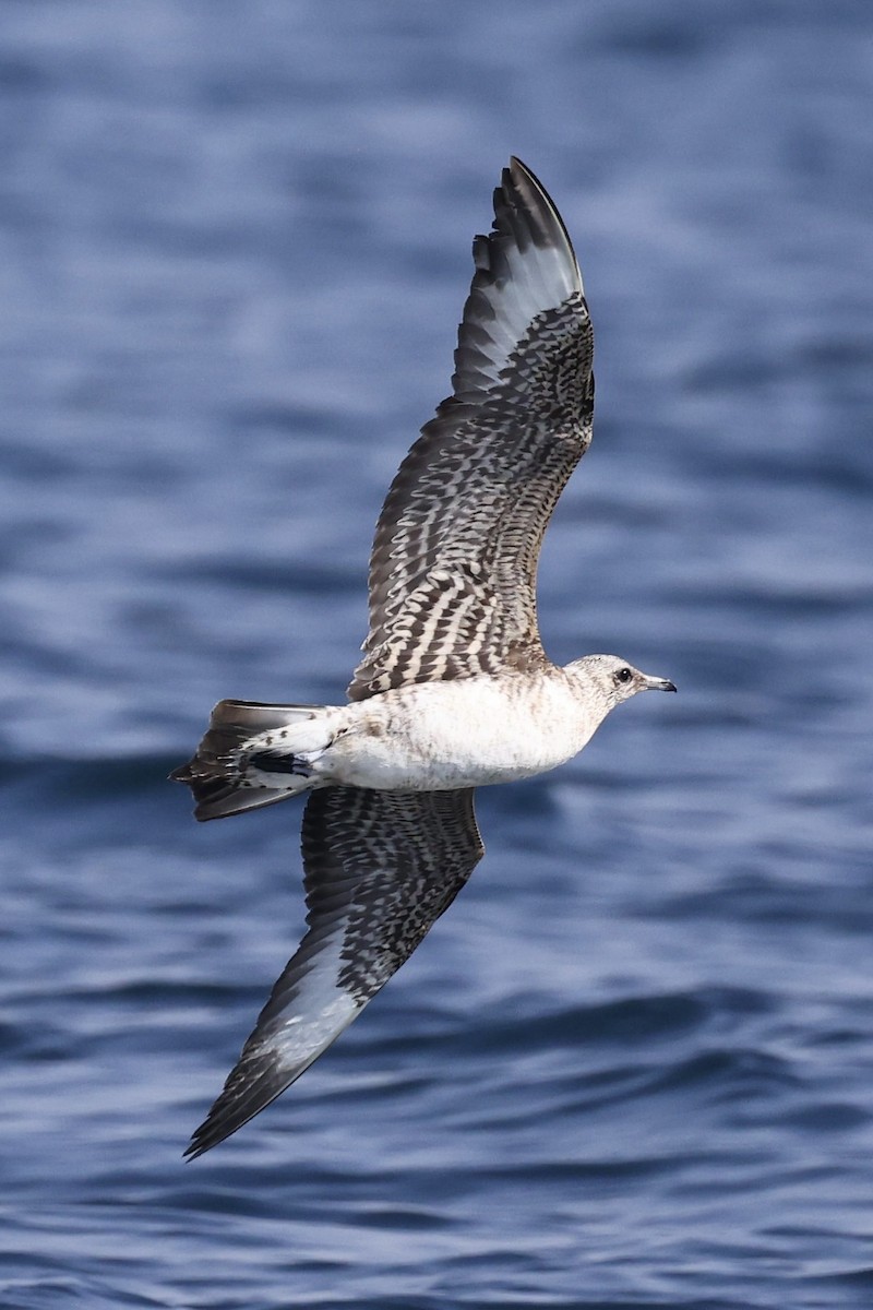 短尾賊鷗 - ML644509504