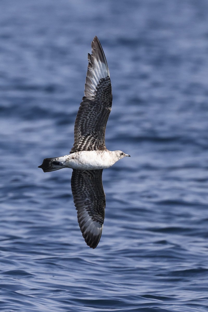 短尾賊鷗 - ML644509505