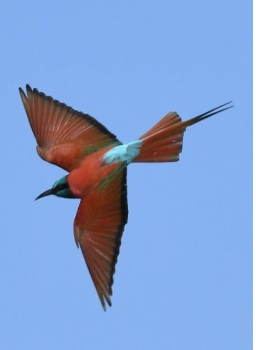 שרקרק ורוד - ML644509506