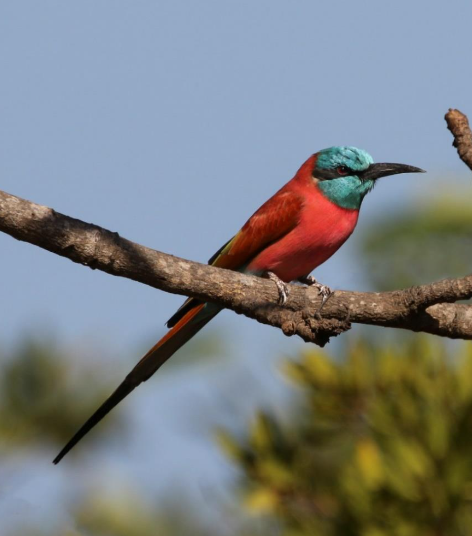 שרקרק ורוד - ML644509508