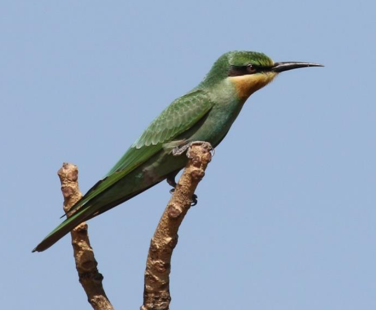 vlha modrolící - ML644509509