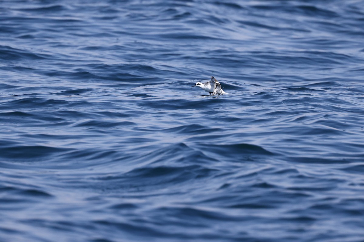 Red-necked Phalarope - ML644509510