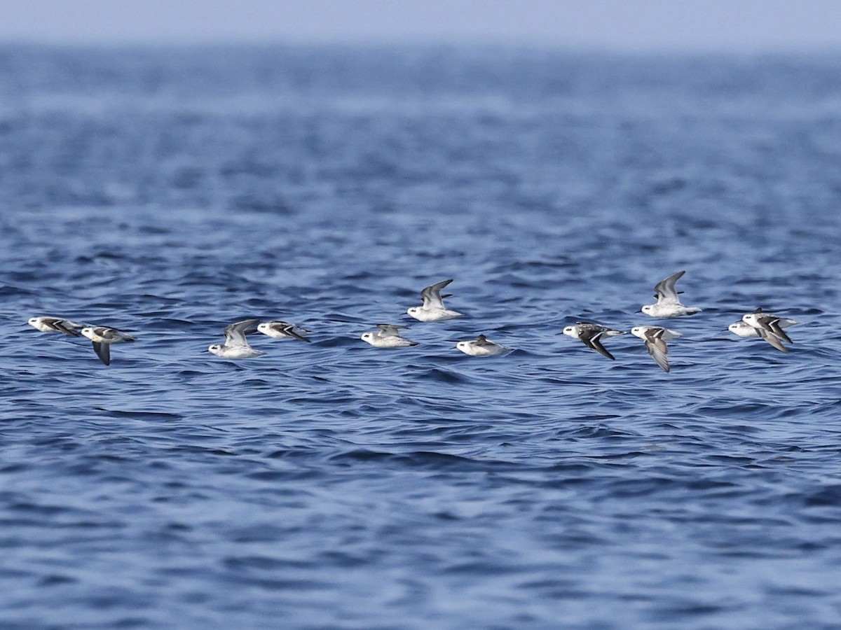 Red-necked Phalarope - ML644509511