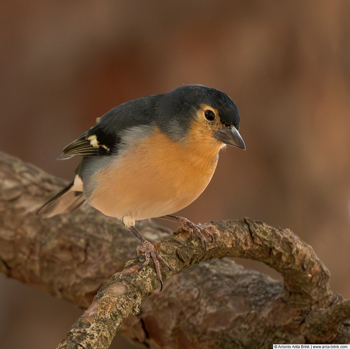 Canary Islands Chaffinch - ML644509512