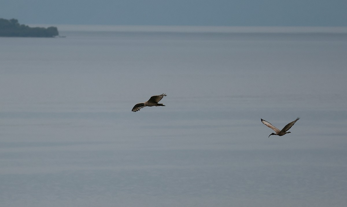 helligibis - ML644509513