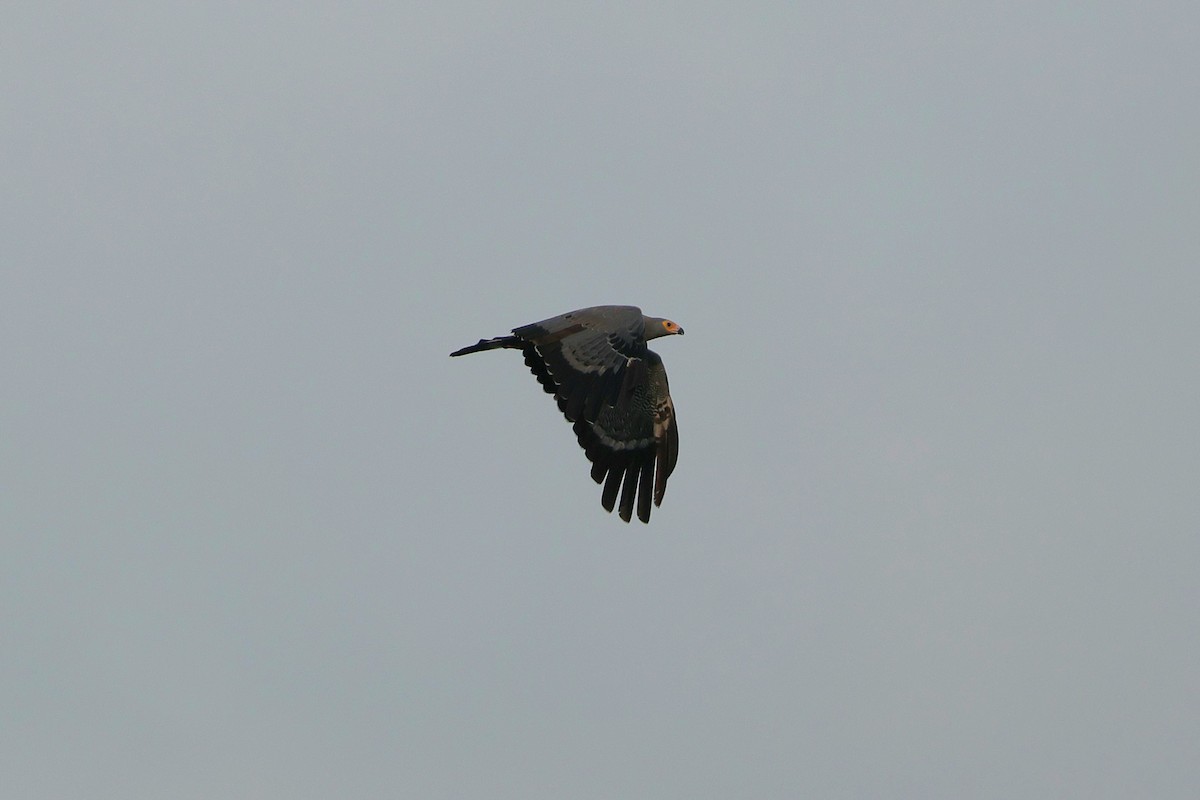 klatrehauk - ML644509515