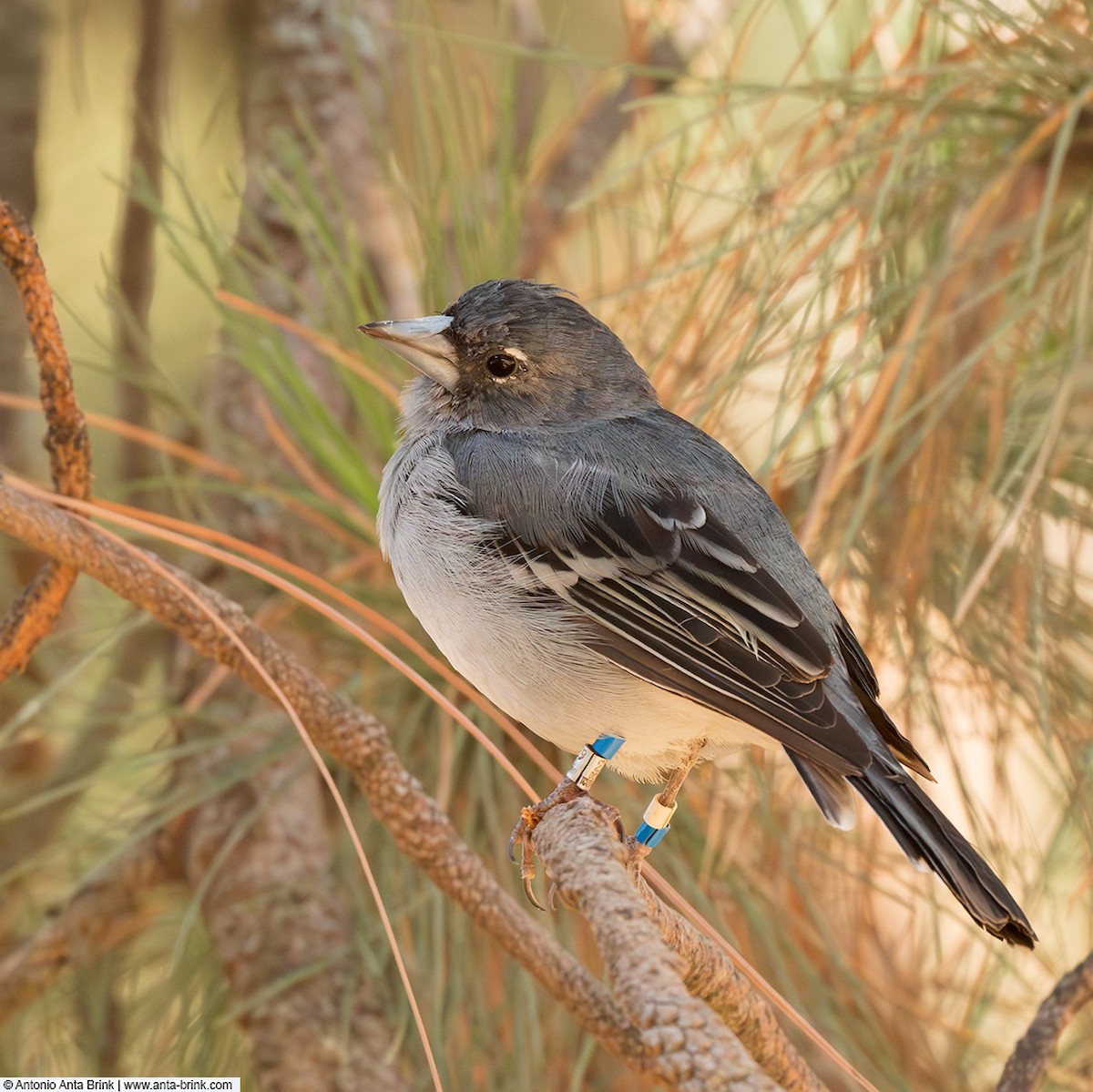 פרוש כחול קנרי - ML644509517