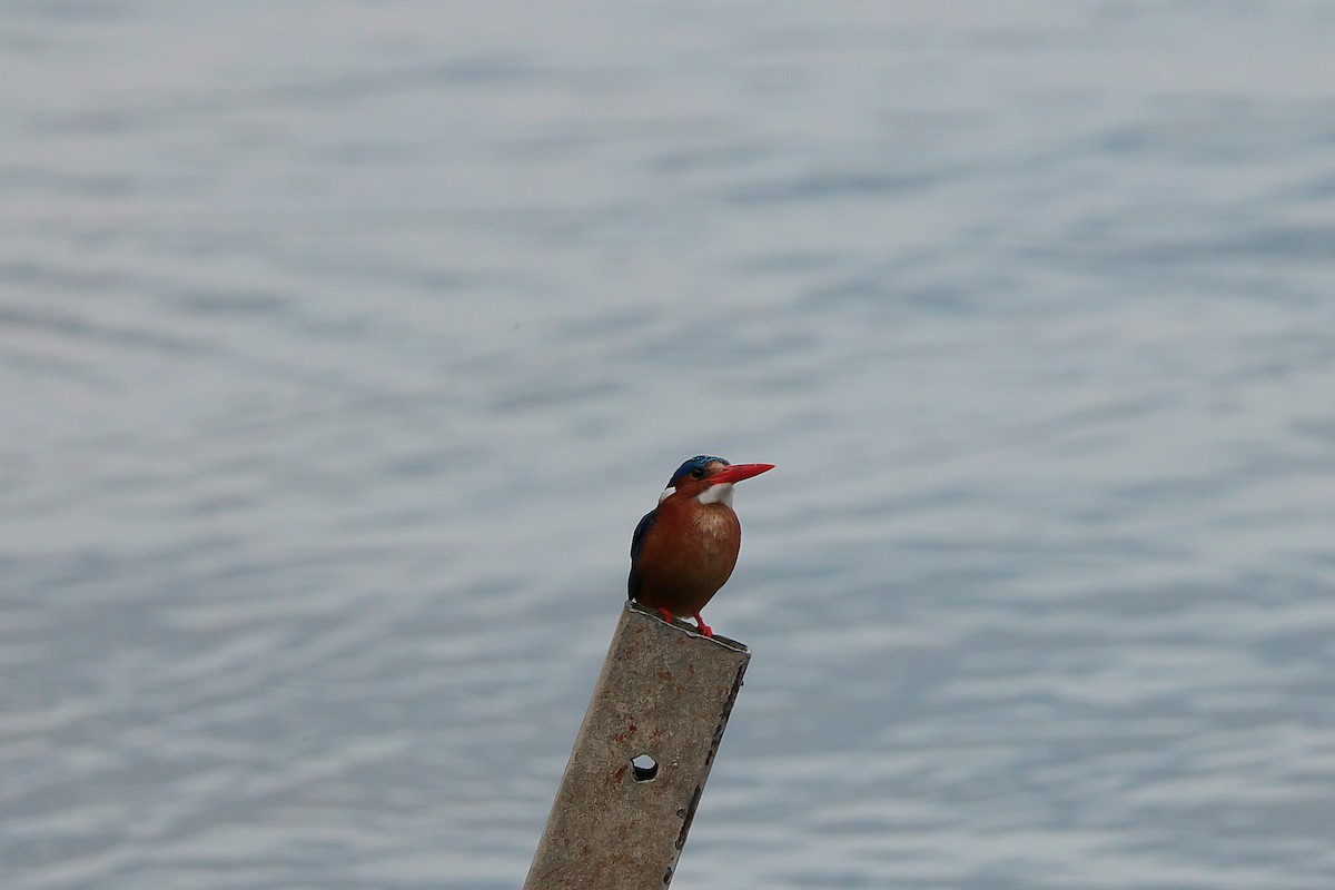 tiaraisfugl - ML644509520