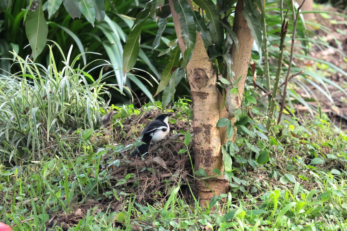 tropebobo - ML644509521