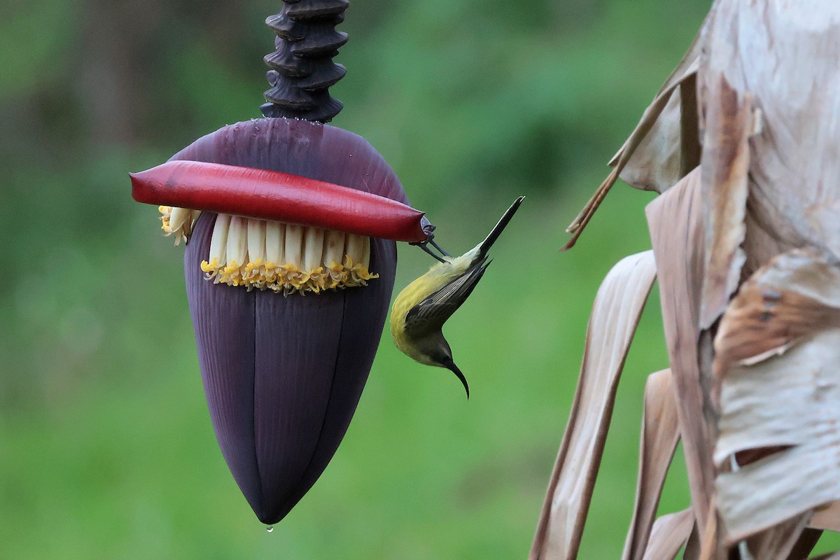 bronsesolfugl - ML644509529