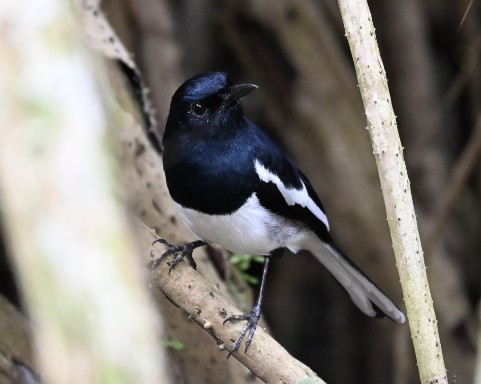 Oriental Magpie-Robin - ML644509542