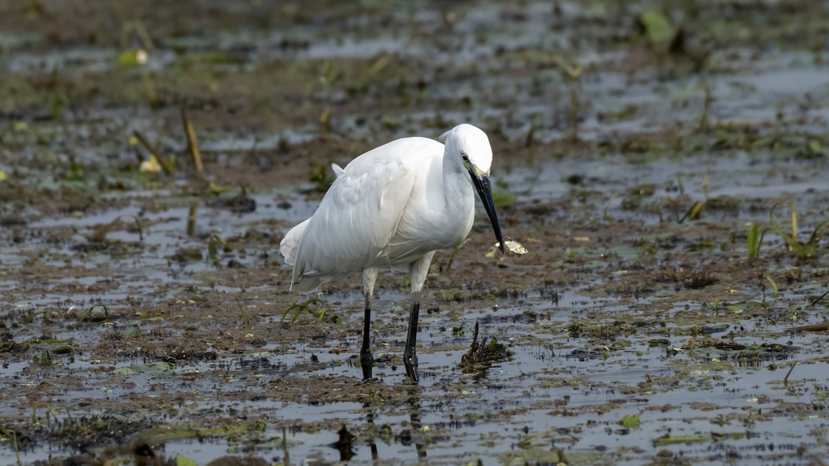 silkehegre - ML644509543