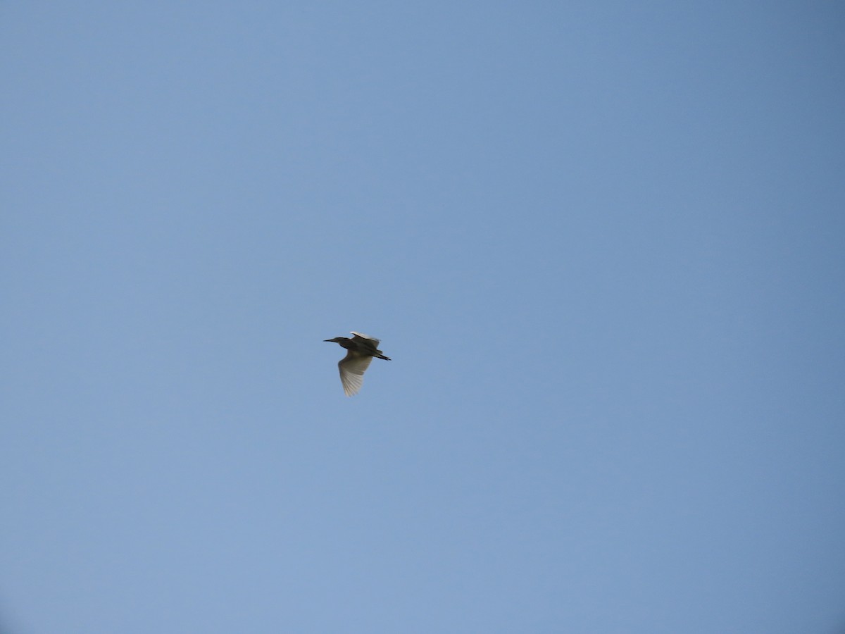 אנפית סוף הודית - ML644509544