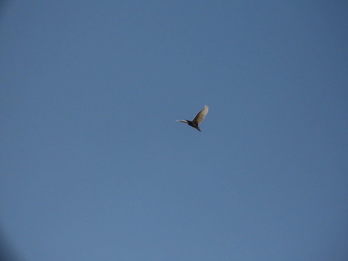 אנפית סוף הודית - ML644509545