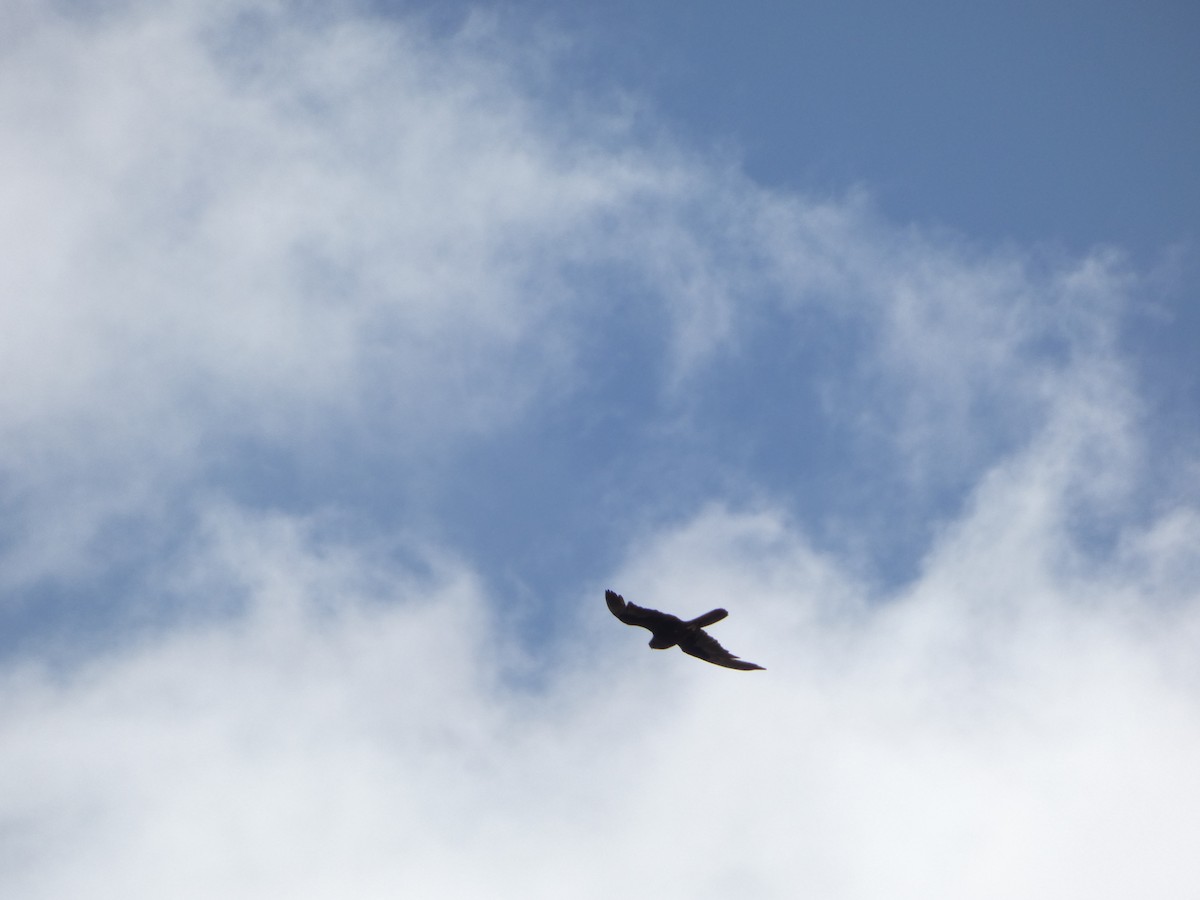 Black Falcon - ML644509550