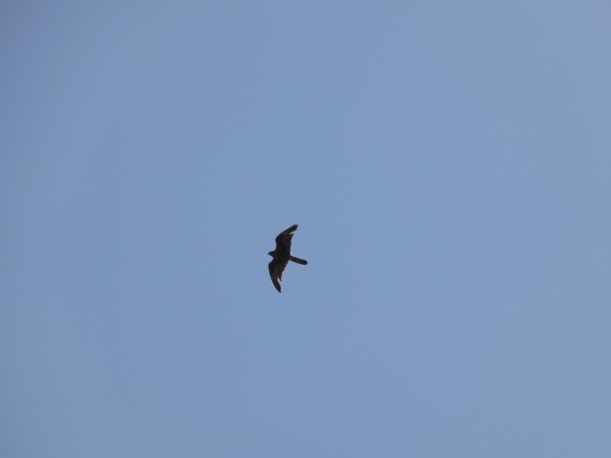 Black Falcon - ML644509551