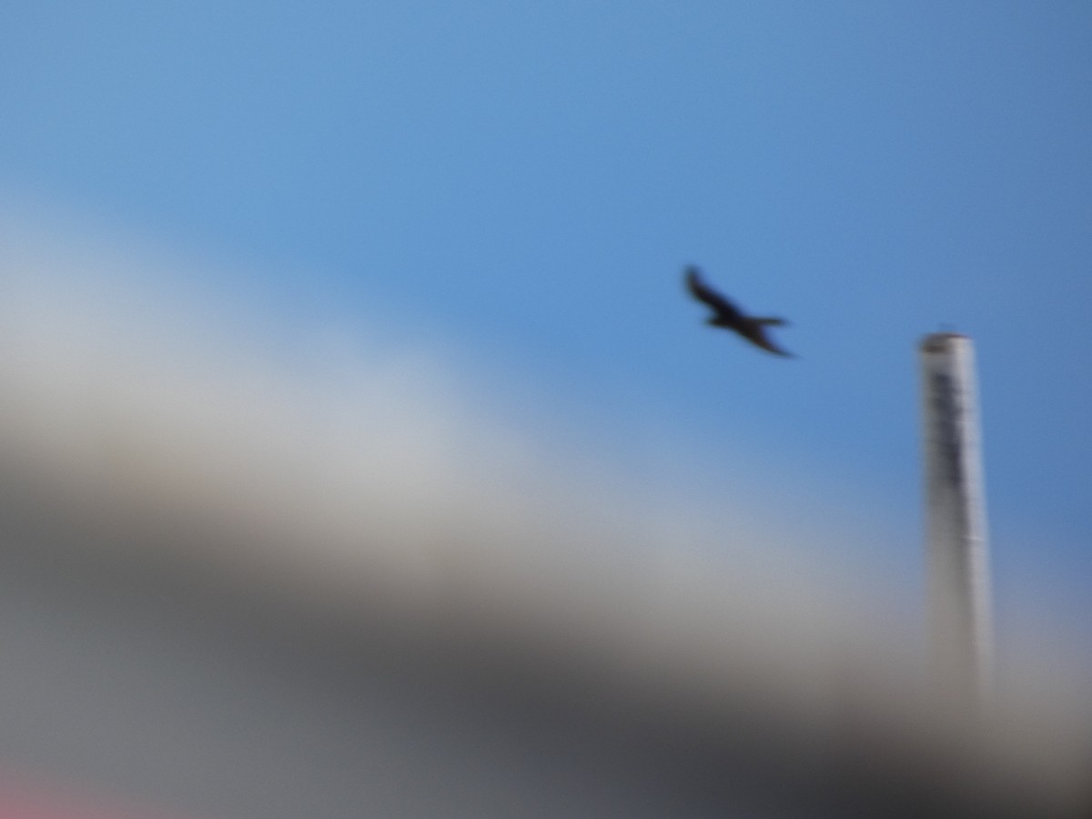 Black Falcon - ML644509552