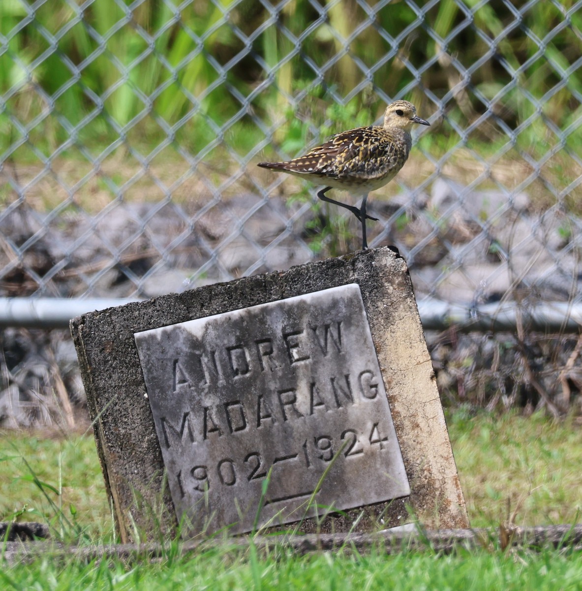 Pluvier fauve - ML644509553