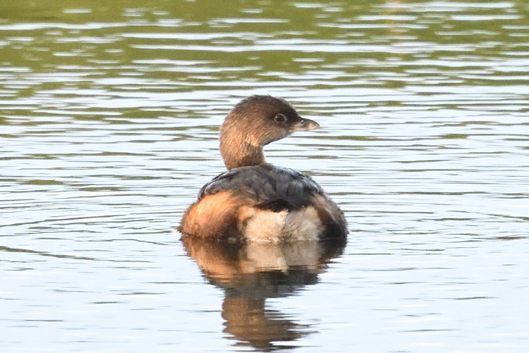 Пестроклювая поганка - ML644509575