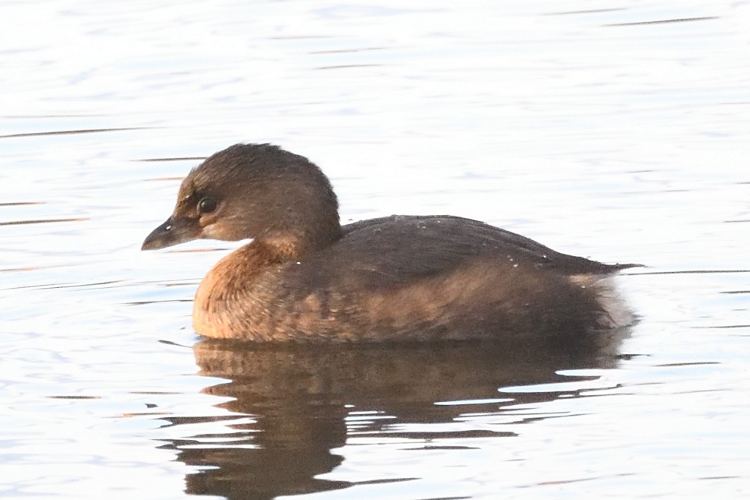 Пестроклювая поганка - ML644509578