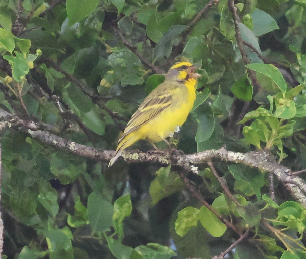 キマユカナリア - ML644509579